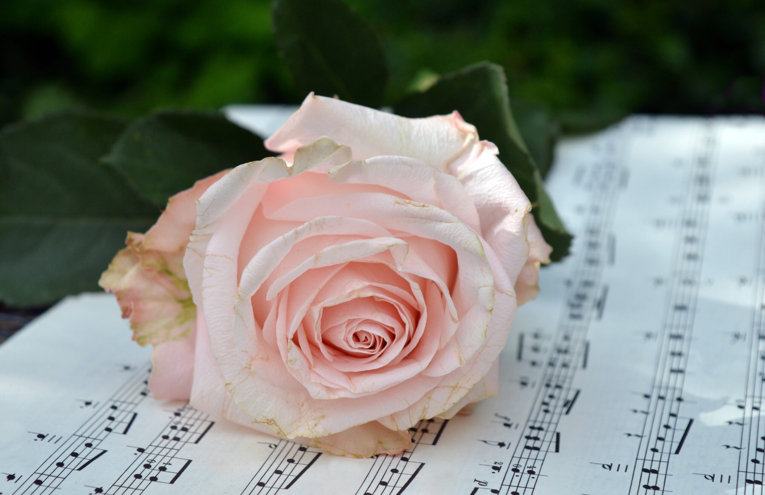 neelam279-rose-10462722